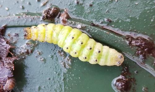 Réf. 222 871 : Phlogophora meticulosa